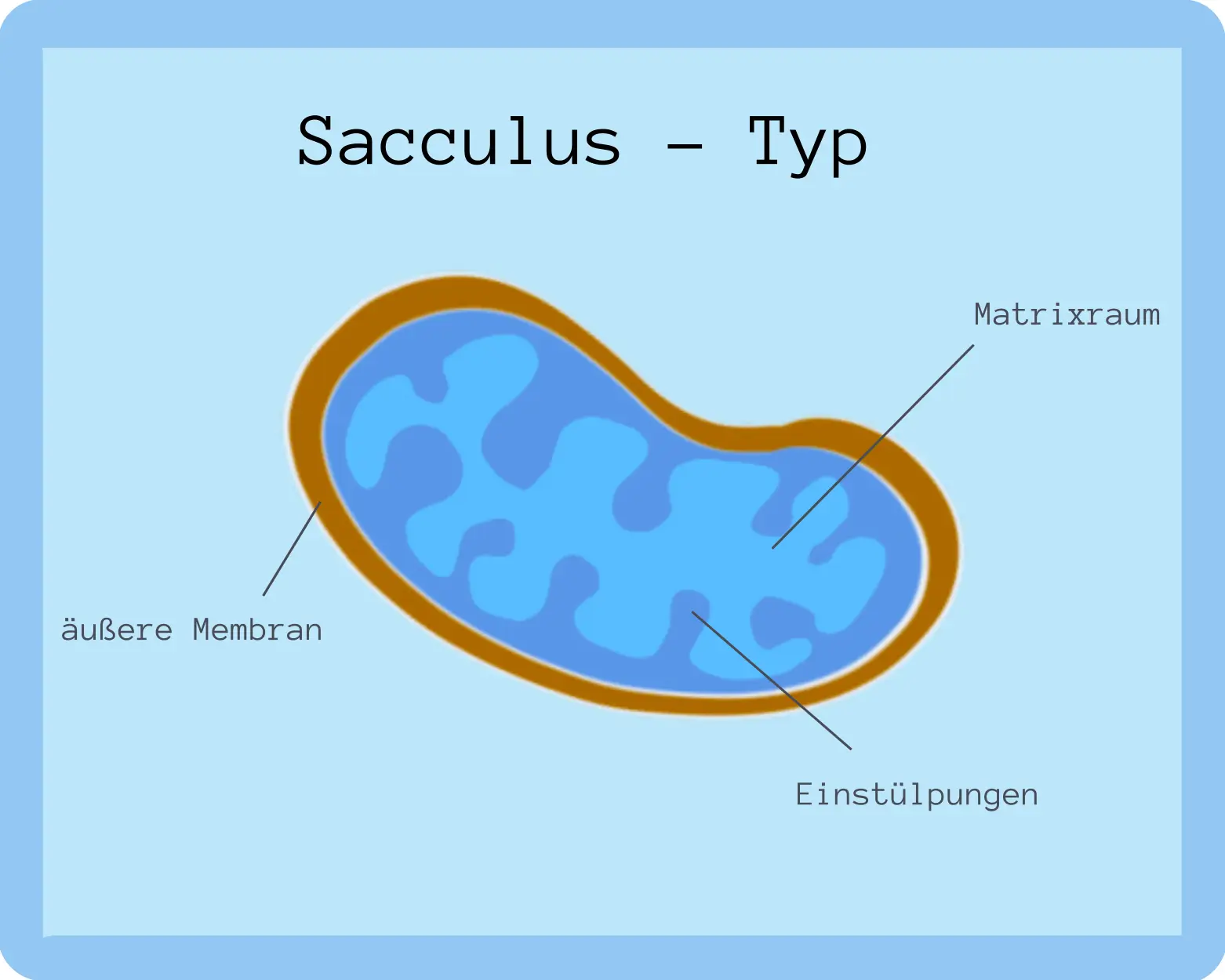 Mitochondrium Sacculus Typ