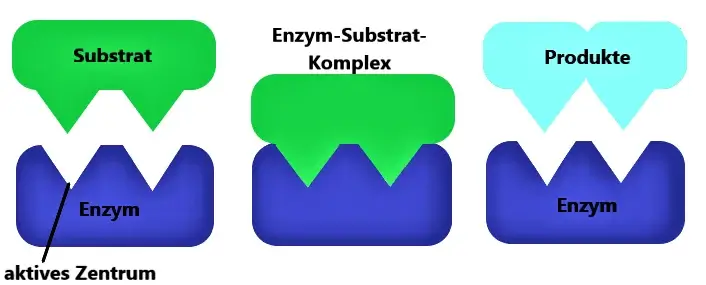 Schluessel-Schloss-Prinzip-Enzym-Substrat-Komplex (1) schlüssel schloss prinzip enzyme