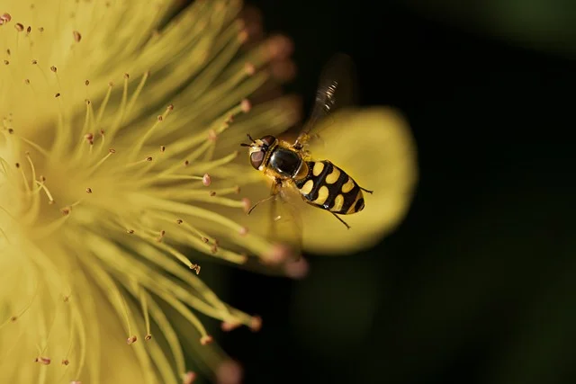 Schutzmimikry Schwebfliege