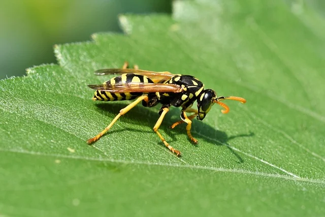 Schutzmimikry Wespen