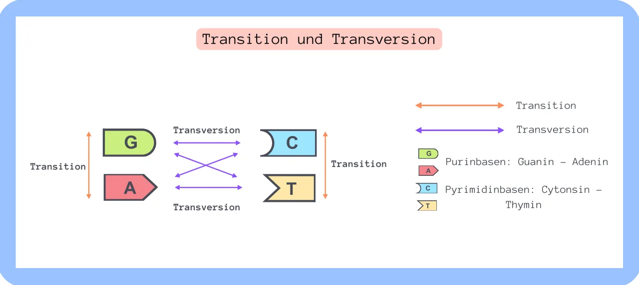 Transition & Transversion von Purin und Pyrimidin