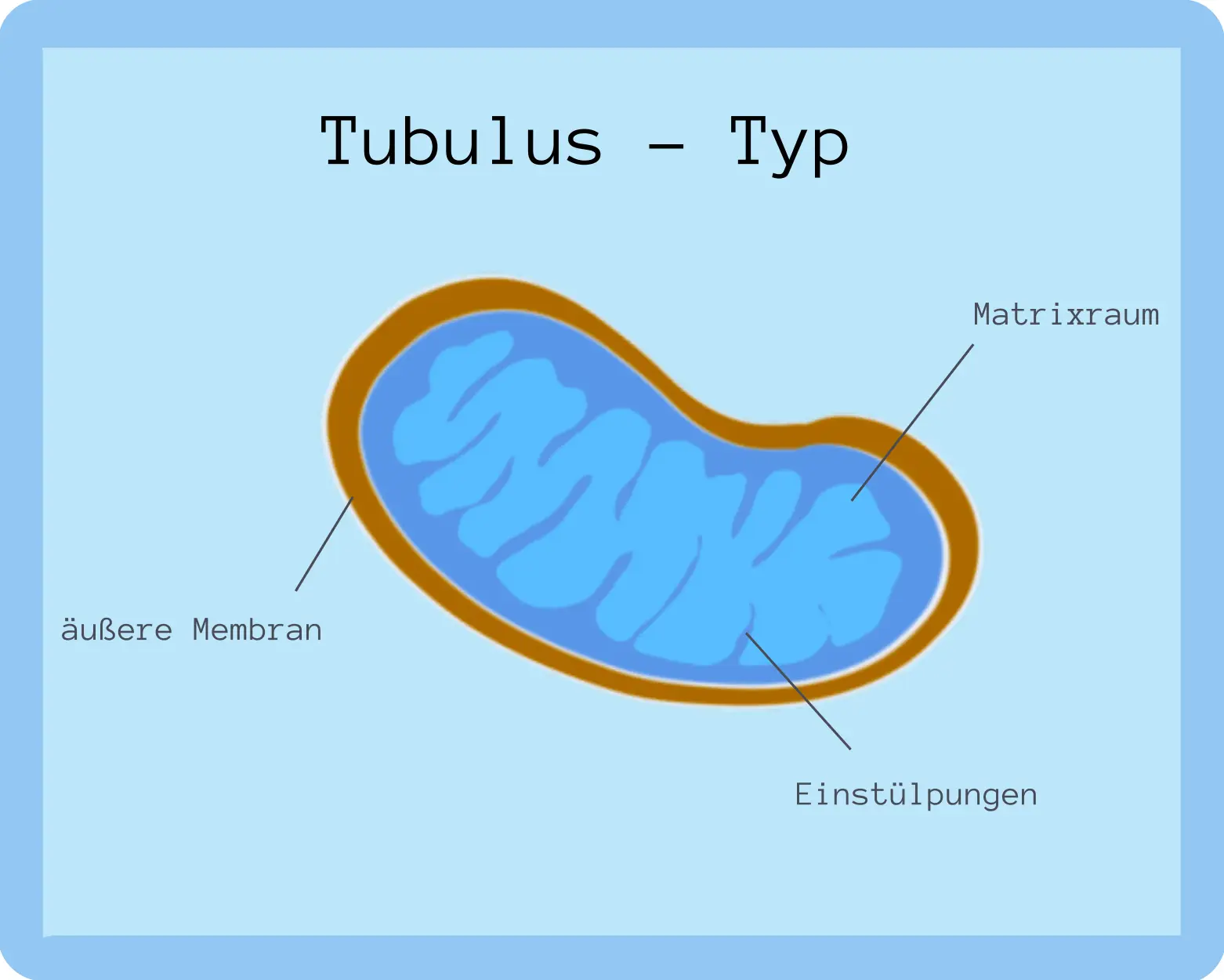 Mitochondrium Tubulus Typ