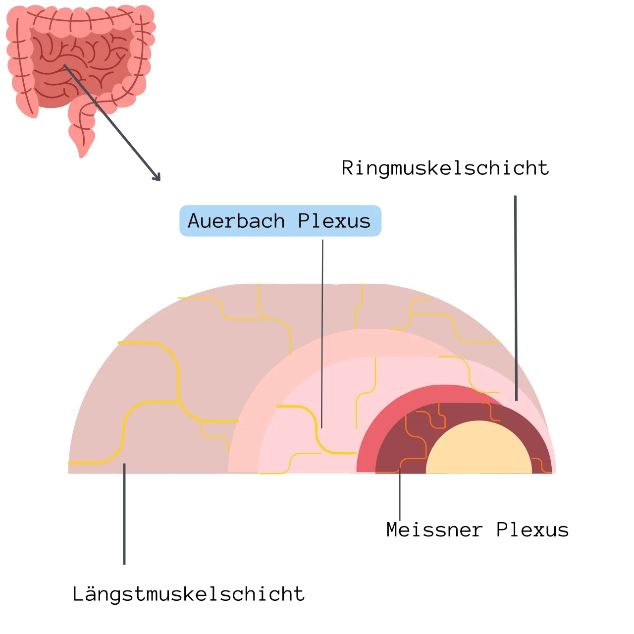 Auerbach Plexus