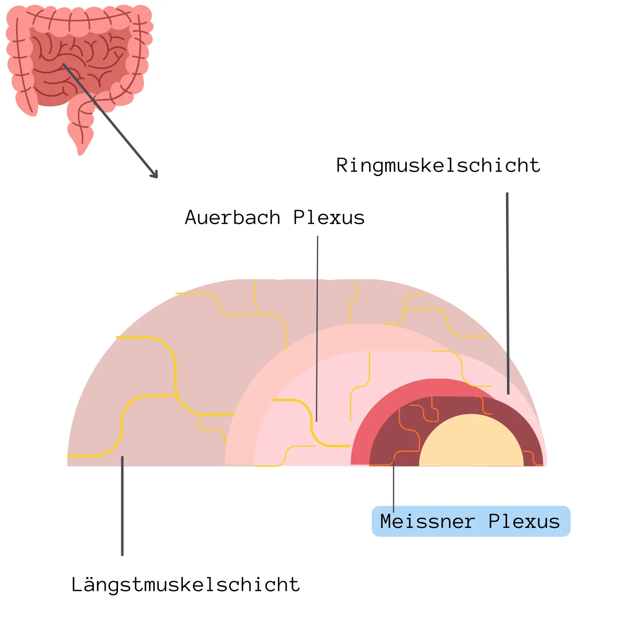 Meissner Plexus