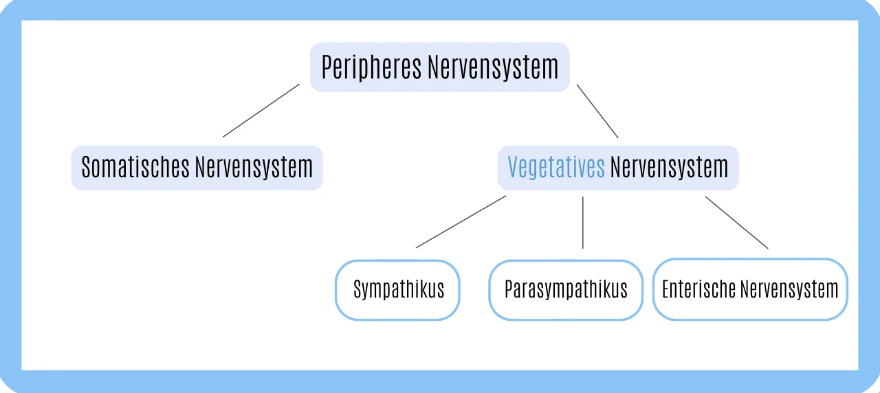 Peripheres Nervensystem