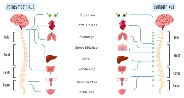 Sympathikus und Parasympathikus Funktionen des Sympathikus und Parasympathikus