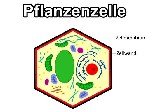 schaubild pflanzenzelle