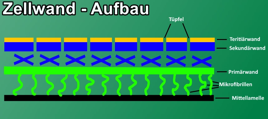 zellwand aufbau