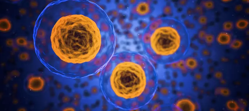 Cytoskelett viele Eukaryotische Zellen in einem Bild