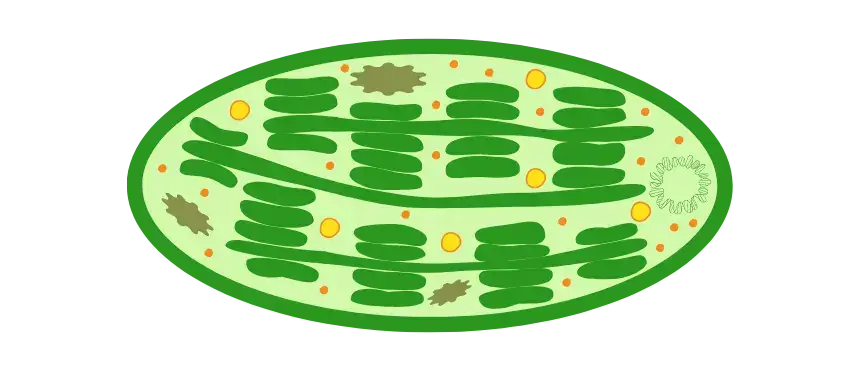 Chloroplast Grafik