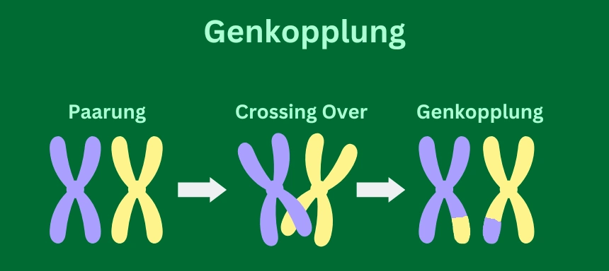 Schaubild zum Prozess der Genkopplung beim Crossing Over während der Meiose zwischen zwei homologen Chromosomen
