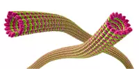 Mikrotubulli