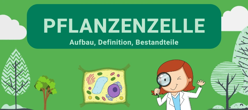 Pflanzenzelle Beitragsbild - Aufbau, Definition, Bestandteile