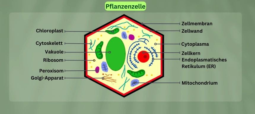 Schaubild einer Pflanzenzelle mit Beschriftung jedes Bestandteils