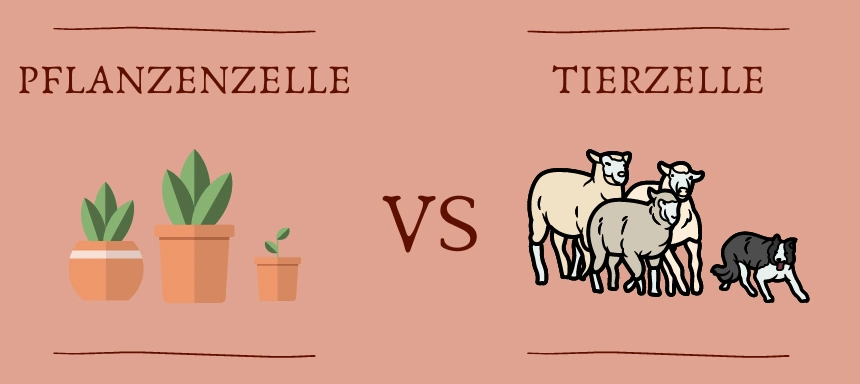 Pflanzenzelle Tierzelle Unterschiede Schaubild Pflanzenzelle VS Tierzelle