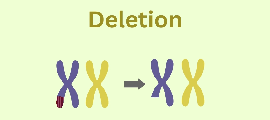 Schaubild zur Mutation Deletion beim Crossing Over in der Meiose