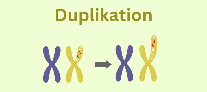 Schaubild zur Mutation Duplikation beim Crossing Over in der Meiose