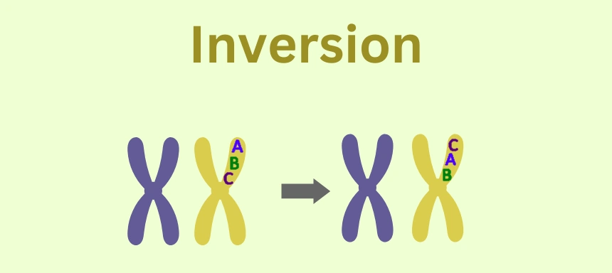 Schaubild zur Mutation Inversion beim Crossing Over in der Meiose