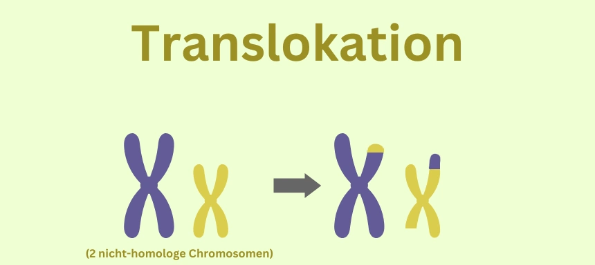 Schaubild zur Mutation Translokation beim Crossing Over in der Meiose