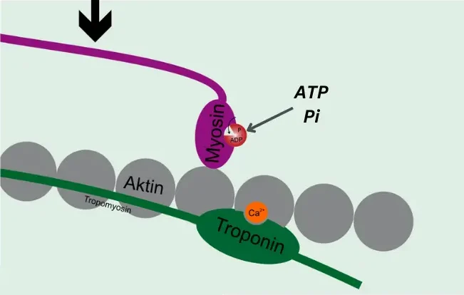 Muskelkontraktion - Myosin bindet an Aktin