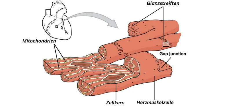 Aufbau der Herzmuskelzelle