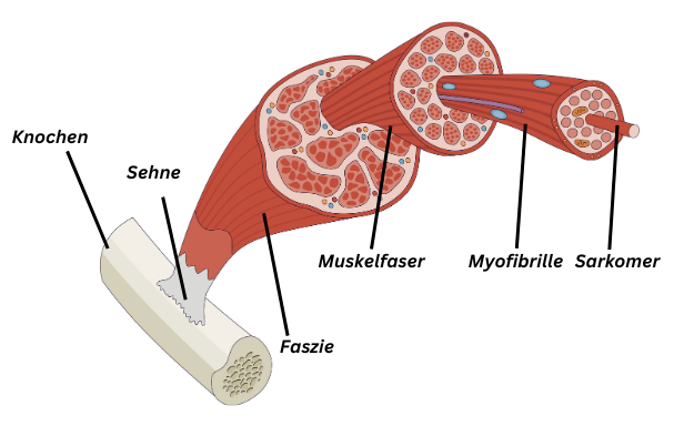 Aufbau der Skelettmuskulatur