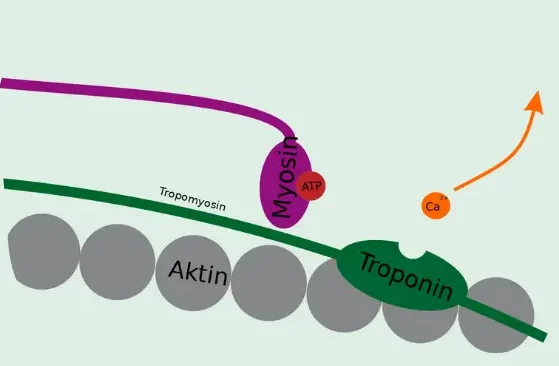 Muskelkontraktion - Ausgangsposition