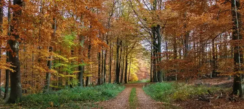 Bild eines Buchenwaldes im Herbst