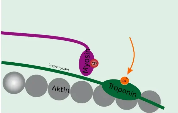 Muskelkontraktion - Aktivierung