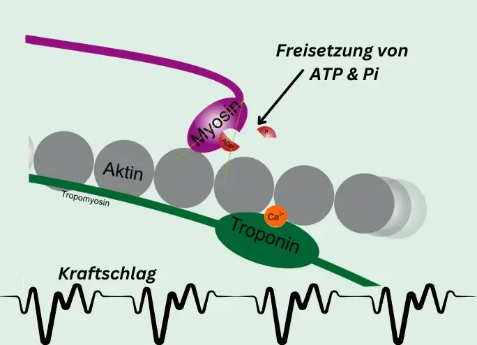 Muskelkontraktion - Kraftschlag