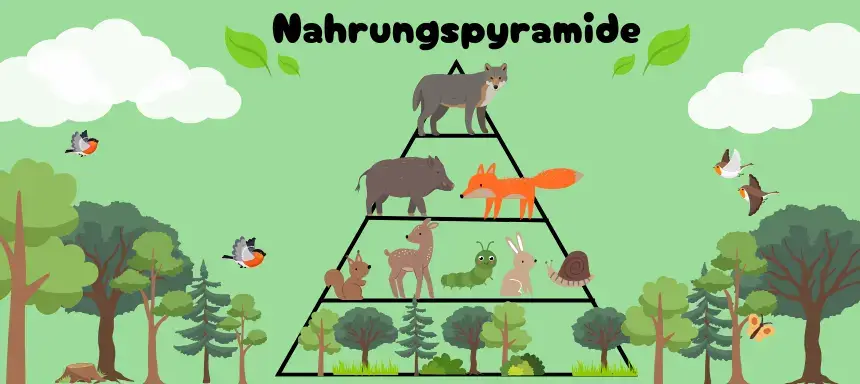 Nahrungspyramide des Ökosystems Wald als Titelbild