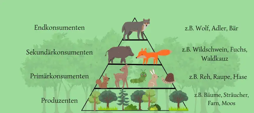 Die Nahrungspyramide des Ökosystem Wald mit den verschiedenen Trophieebenen