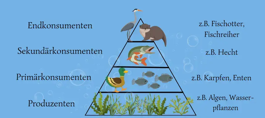 Die Nahrungspyramide des Ökosystems See mit ihren unterschiedlichen Trophieebenen