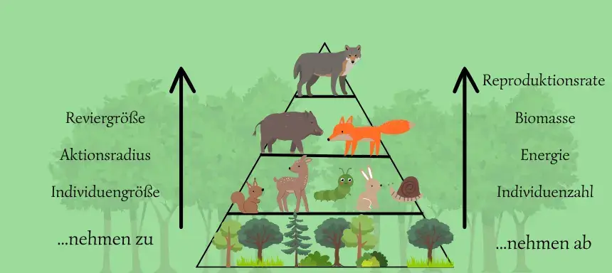 Übersicht der quantitativen Entwicklungen entlang der ökologischen Pyramide