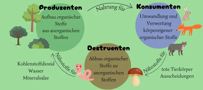 Der Stoffkreislauf des Waldes als Abbildung. Produzenten, Konsumenten und Destruenten werden in Verbindung miteinander gesetzt und wie sie sich gegenseitig unterstützen