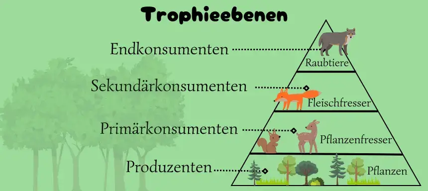 Die verschiedenen Trophieebenen der Nahrungspyramide mit Beispielbildern zur jeweiligen Stufe wie Reh als Pflanzenfresser oder einen Wolf als Raubtier.