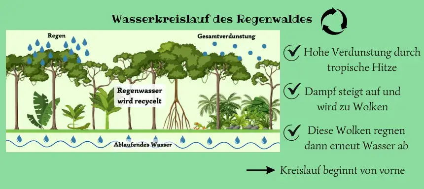 Darstellung des Wasserkreislaufes im Regenwald