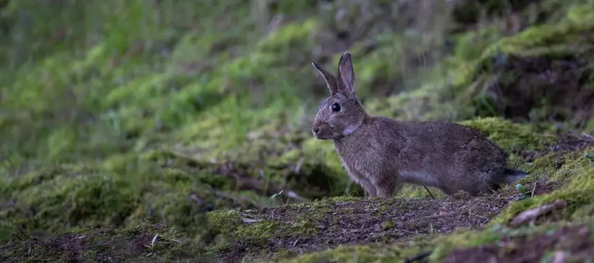 Bild eines Feldhasen als Teil der Nahrungspyramide im Wald