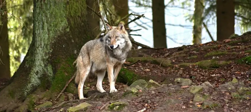 Bild eines Wolfes im Wald