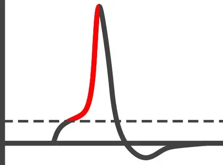 Die Membran wird depolarisiert und das Membranpotential wird positiver.