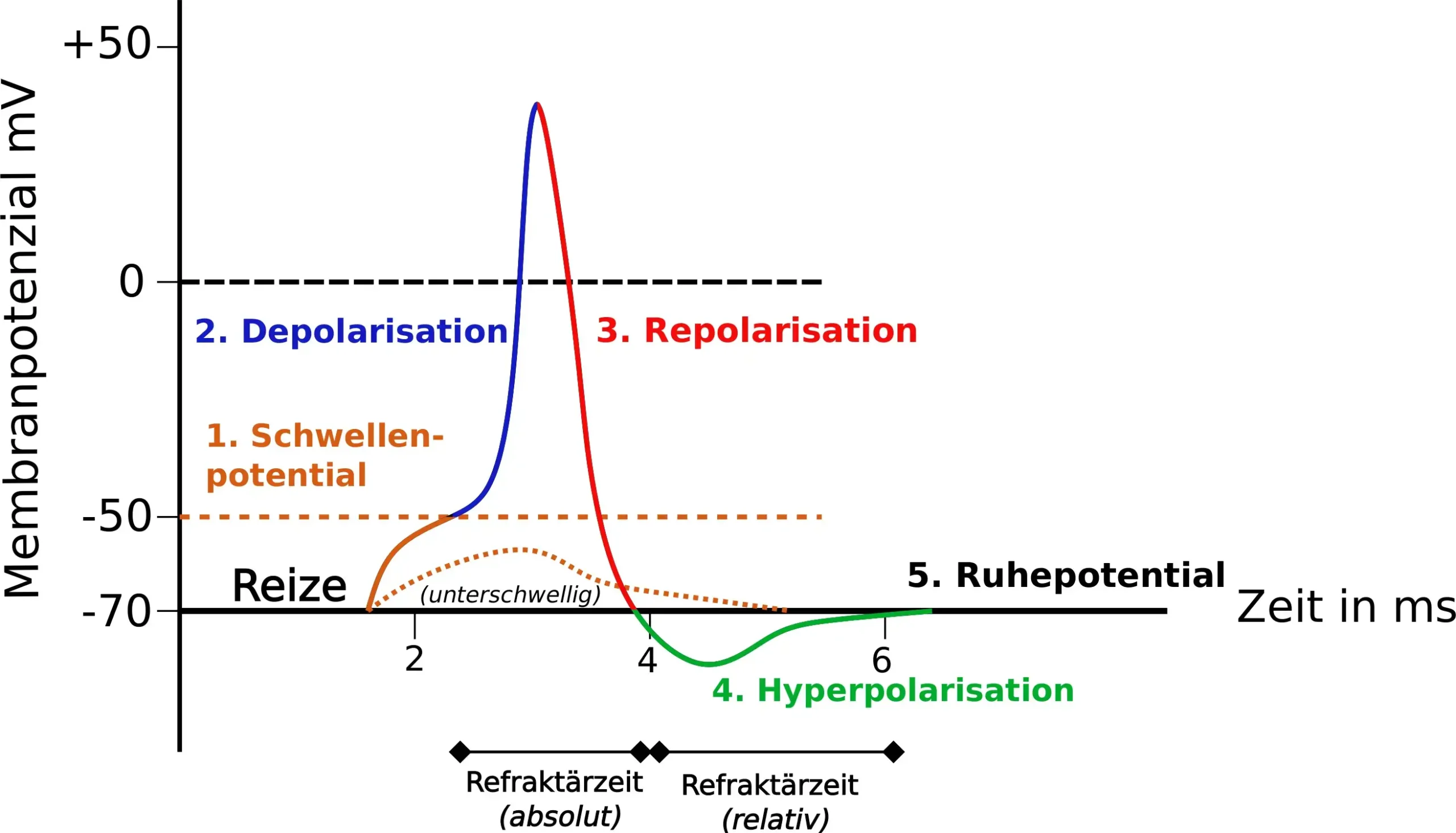 Schwellenpotential, Depolarisation, Repolarisation, Hyperpolarisation und Ruhepotential in einer Übersicht.