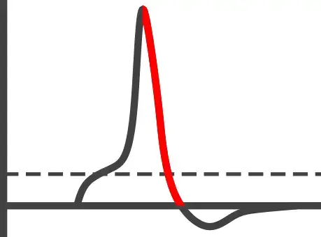 Die Membran wird repolarisiert und somit wird das Membranpotential negativer.