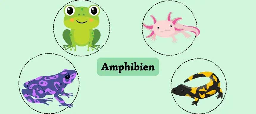 Beispiele von Amphibien