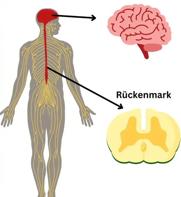 Zentrales Nervensystem wird in zwei Bereiche unterteilt: das Gehirn und Rückenmark