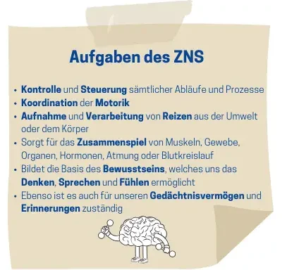 Auflistung der Aufgaben des zentralen Nervensystems, stichpunktartig.