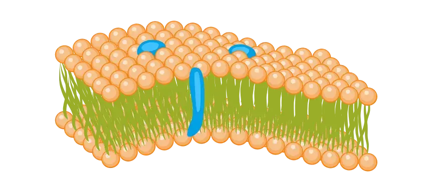 Phospholipid-Doppelschicht