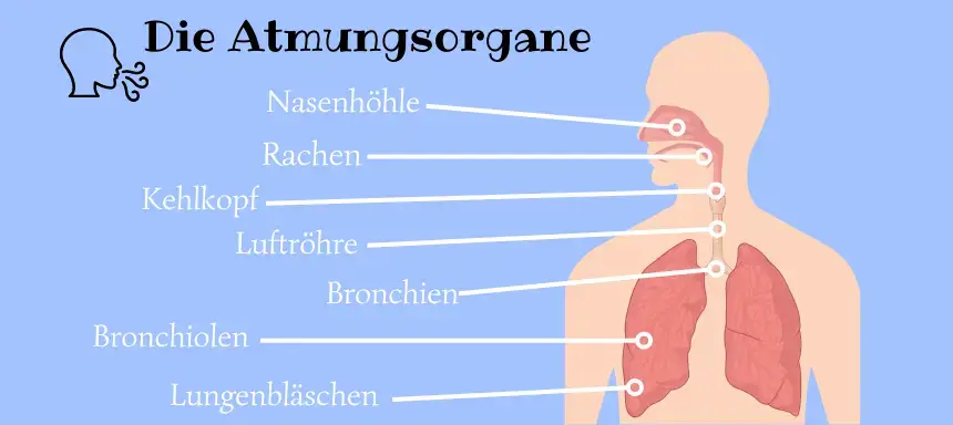 Grafik aller Atmungsorgane mit Beschriftungen; Anatomie der Atmungswege