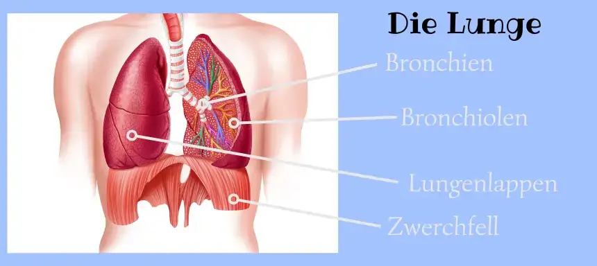 Grafik der Beschriftung der Lunge