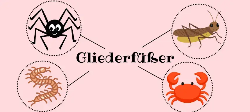 Übersicht der Gliederfüßer