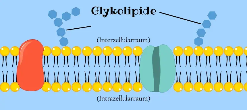 Glykolipide auf der Biomembran